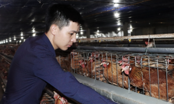 Nông dân, HTX ở Hà Tĩnh &#039;sống khỏe&#039; nhờ... nuôi gà