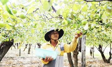 KTTT, HTX góp phần xóa đói, giảm nghèo ở Khánh Hòa