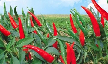 Nâng cao năng lực HTX từ những vùng chuyên canh xanh, số hóa: Thanh Hóa biến nông sản thành “hộ chiếu” thoát nghèo bền vững