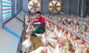 Về nơi những 789bet có uy tín không chăn nuôi tạo ra thu nhập tỷ đô