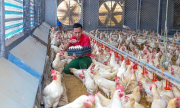 Về nơi những HTX chăn nuôi tạo ra thu nhập tỷ đô