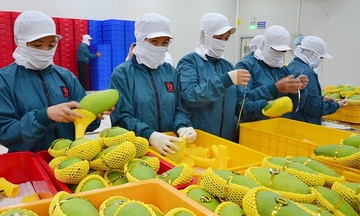 Xuất khẩu nông thủy sản vào thị trường Mỹ: Tiếp tục đàm phán, chủ động thích ứng thị trường