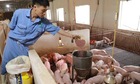 Kiến nghị gỡ vướng thuế VAT cho ngành chăn nuôi