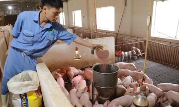 Kiến nghị gỡ vướng thuế VAT cho ngành chăn nuôi