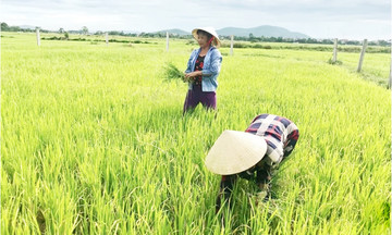 Giàu có hơn nhờ liên kết trồng trọt, không còn sợ thương lái chèn ép