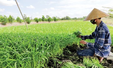 HTX sản xuất an toàn, hữu cơ - &#039;chìa khóa&#039; xóa đói giảm nghèo bền vững
