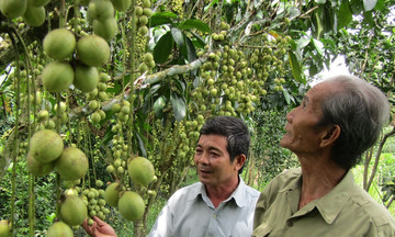 Tăng thu nhập cho nông dân nhờ mô hình HTX nông nghiệp kiểu mới