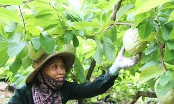Con đường giảm nghèo bền vững từ trồng cây ăn quả tập trung