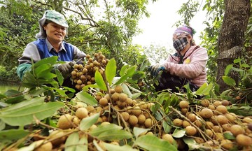 Trồng nhãn &#039;được mùa, được giá&#039;, làm giàu từ nông nghiệp sạch