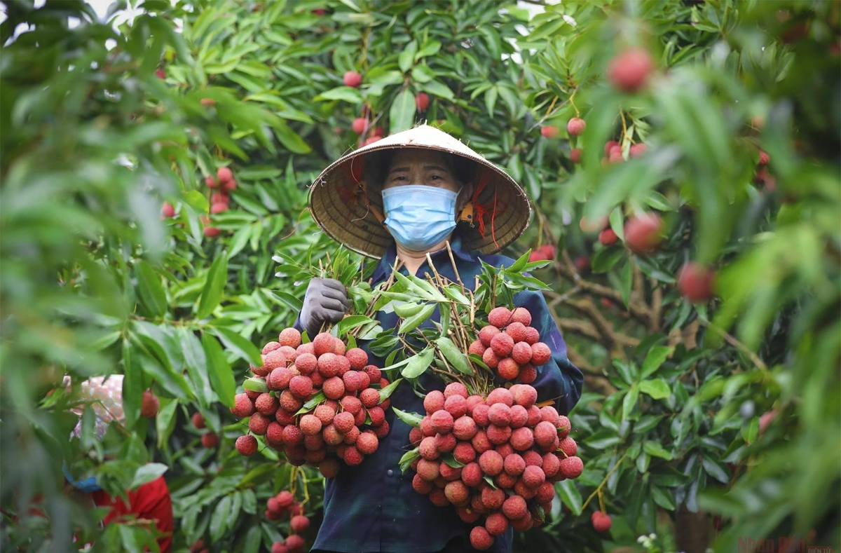 Giảm nghèo bền vững, nhìn từ mô hình HTX tại Bắc Ninh