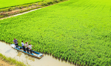 Nông dân Cà Mau làm giàu với loại cây trồng cũ nhờ cách làm mới