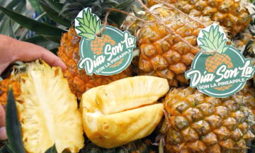 Xây dựng thương hiệu &#039;Dứa Sơn La&#039; từ cây trồng mới thành đòn bẩy giảm nghèo bền vững
