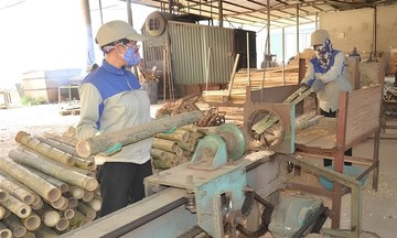 Chế biến sâu và đa dạng sản phẩm, cây luồng xứ Thanh giúp nông dân thoát nghèo
