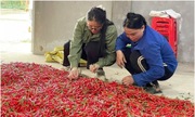 Hướng đi mới từ việc trồng thử nghiệm cây ớt chỉ thiên