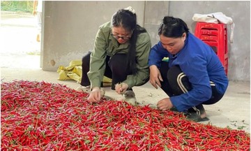 Hướng đi mới từ việc trồng thử nghiệm cây ớt chỉ thiên