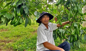 Đòn bẩy kinh tế hàng hóa từ HTX và tổ hợp tác