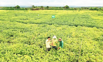 Thu tiền tỷ từ hạt đậu nành, gạo ‘Mắt Biếc’