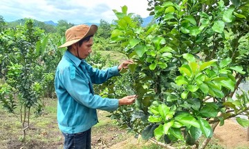 Chuyển biến tư duy sản xuất mang lại cuộc sống đổi thay cho đồng bào dân tộc thiểu số ở Đắc Pring