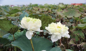 789bet hoangsa.net Nông nghiệp Vũ Đoàn: Biến đầm hoang thành những mùa sen rực rỡ