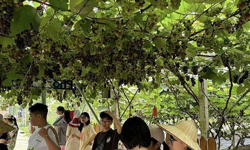 Phát triển nông nghiệp gắn với du lịch trải nghiệm giúp giảm nghèo bền vững