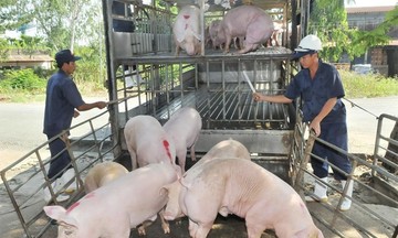 Giá lợn hơi tiếp đà giảm, nhiều địa phương bị ảnh hưởng nặng nề