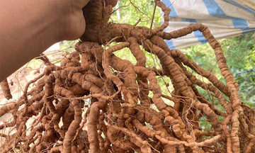 ‘Kho báu’ ba kích tím mở lối làm giàu cho người dân ở Tây Giang