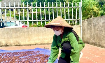 Biến mắc mật thành quả đặc sản, tăng thu nhập cho người dân