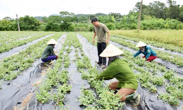 Từ nông thôn gian khó đến diện mạo nông thôn mới khởi sắc ở Quảng Trị