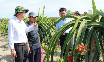 Tây Ninh phát triển kinh tế từ những mô hình nông nghiệp hiệu quả