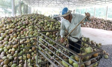 HTX phát triển chuỗi giá trị dừa mang lại thu nhập cao cho nông dân