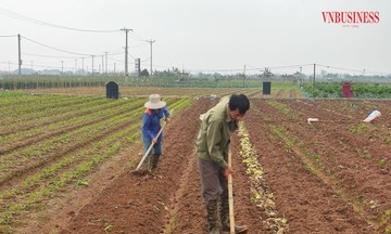 Tăng hiệu quả sản xuất từ phát triển nông nghiệp sạch kết hợp với du lịch sinh thái