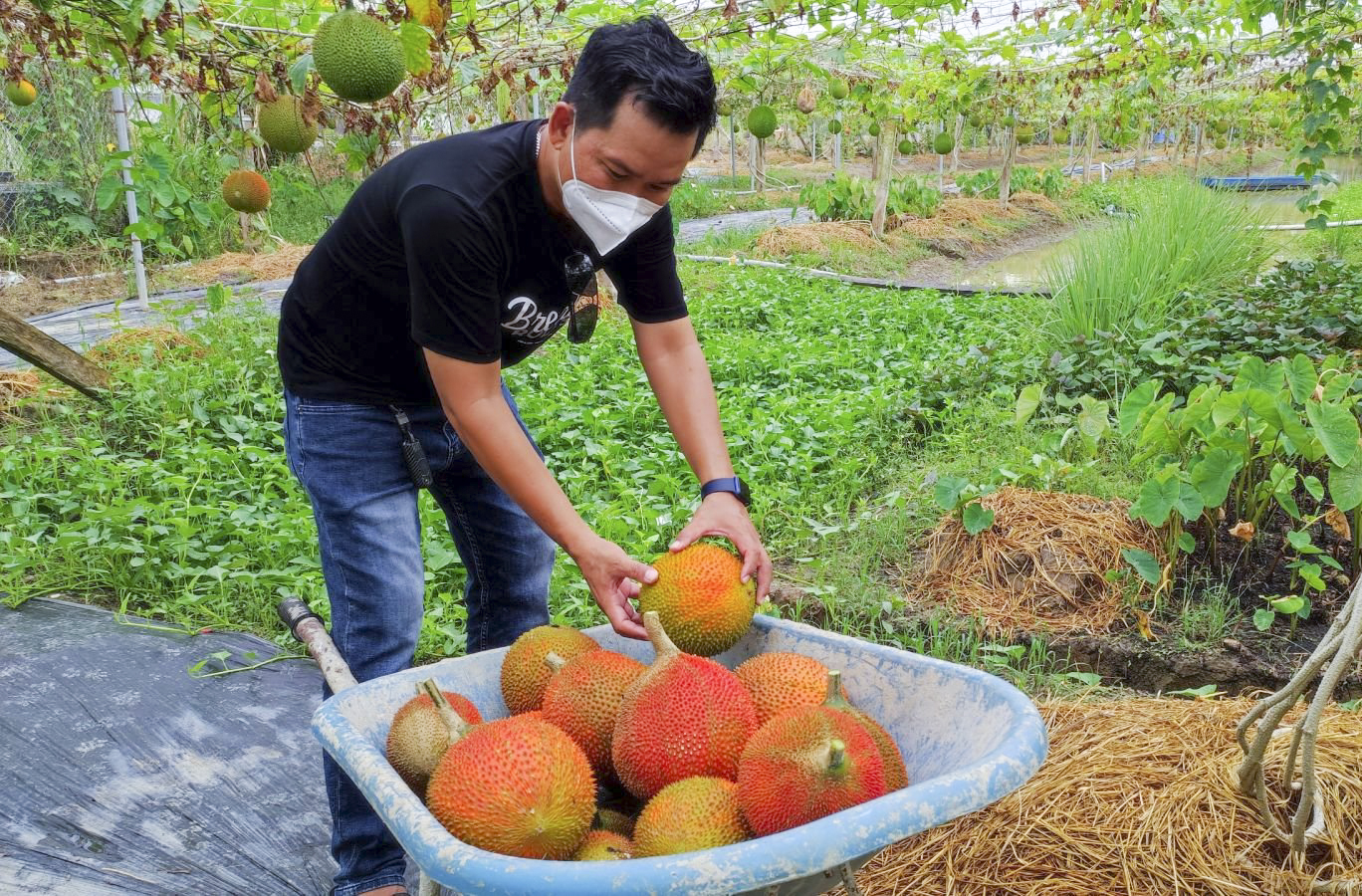 Quả gấc OCOP khơi dậy tiềm năng bản địa, chìa khóa giảm nghèo bền vững