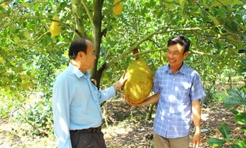 Làm giàu từ thanh trà ngọt và mít ruột đỏ