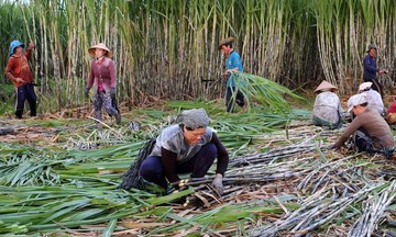 Thủ tướng yêu cầu kiểm soát đường nhập lậu, hỗ trợ ngành mía đường vượt khó