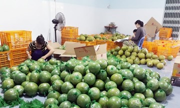 Khoa học công nghệ tạo lực đẩy cho kinh tế tập thể ở Vĩnh Long