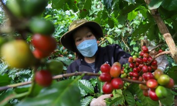 Cà phê giữ mức 122.300 đồng/kg trong bối cảnh vụ thu hoạch mới chưa bắt đầu