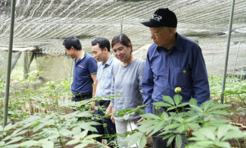 Đưa cây dược liệu trở thành loại hàng hóa có giá trị kinh tế cao