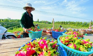 Xuất khẩu chính ngạch là con đường tất yếu cho nông sản Việt
