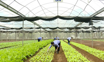 Nông dân Ninh Bình thu “trái ngọt” từ đổi mới nông nghiệp