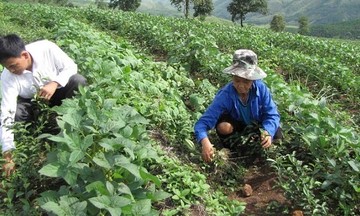 Nông dân các xã biên giới ở Lâm Đồng khấm khá nhờ cây trồng ngắn ngày