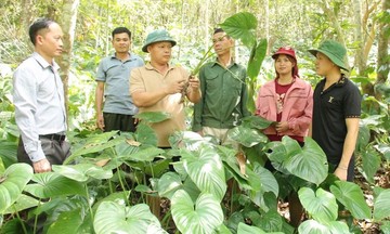 Cơ hội xóa nghèo với mô hình liên kết chuỗi giá trị trồng thiên niên kiện