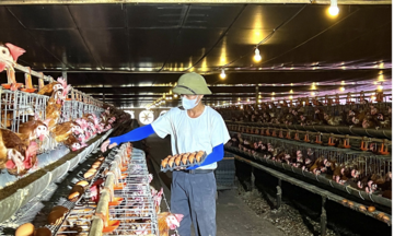 Liên kết sản xuất, HTX và nông dân Hà Tĩnh đẩy mạnh phát triển chăn nuôi gà theo hướng an toàn