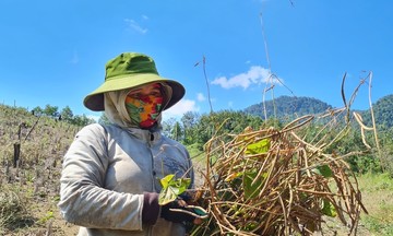 Người dân Ba Lòng cùng HTX nâng giá trị nông sản bằng sản phẩm OCOP