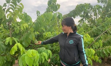 Làm giàu với cây na Thái trên vùng đất Kông Chro