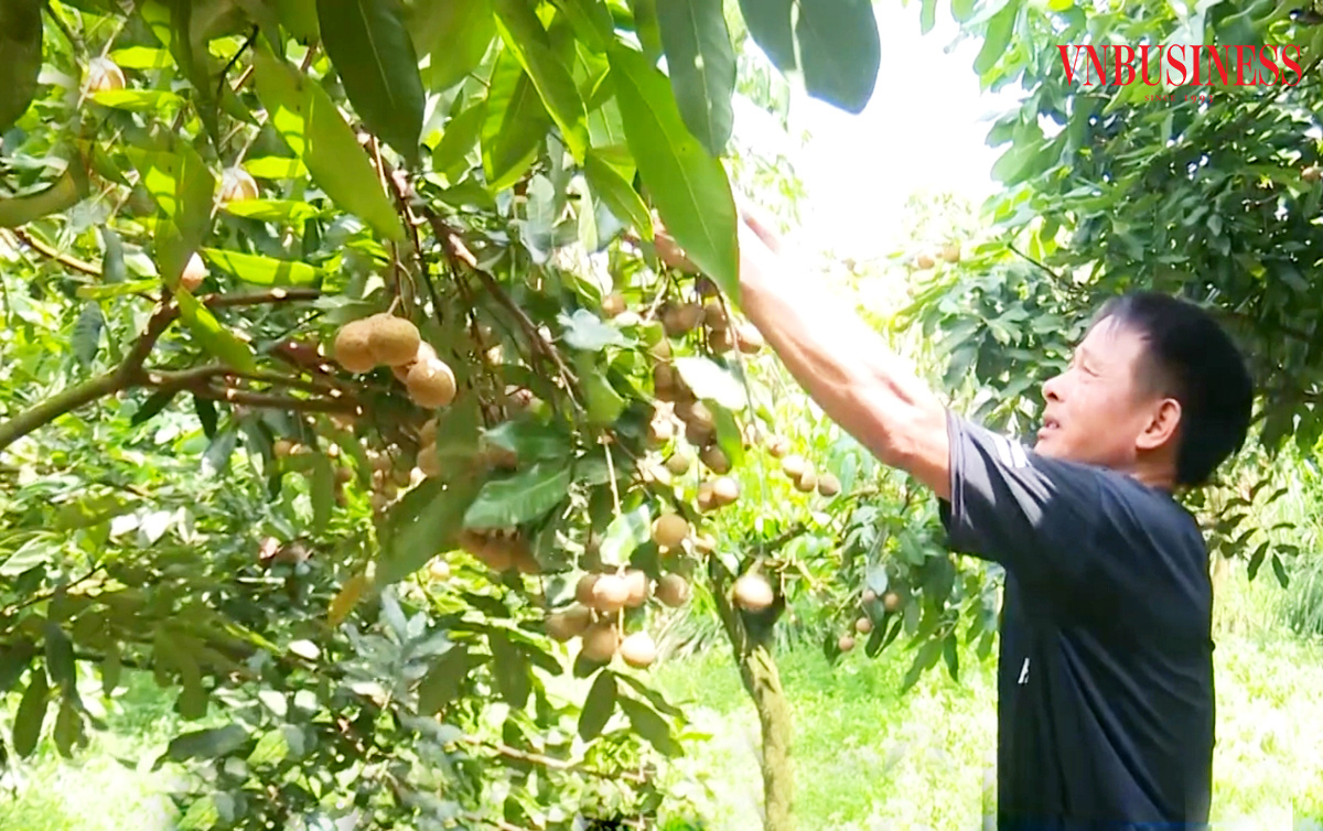 Nhãn vượt biển sang Úc, nông dân Bắc Ninh ‘hái ra tiền’