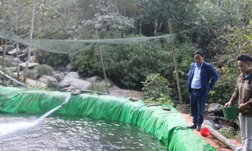 Nuôi cá &#039;quý tộc&#039;, người dân Ngũ Chỉ Sơn từng bước đổi đời