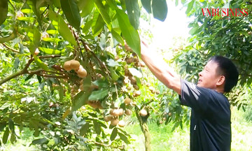 Nhãn vượt biển sang Úc, nông dân Bắc Ninh ‘hái ra tiền’