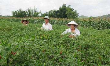 Từ trồng ớt đến nuôi cá, các HTX ở Lạng Sơn cùng người dân thay đổi cuộc sống