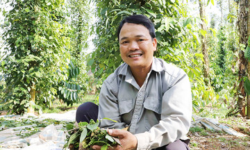 Người trồng &quot;vàng đen&quot; làm giàu nhờ canh tác bền vững