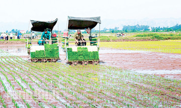 Điều gì đặc biệt giúp nông dân Ninh Bình giàu lên nhanh chóng trên những cánh đồng lớn?